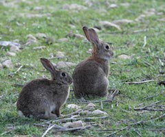 La enfermedad RHD amenaza con dejar la zona sin conejos salvajes